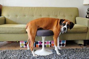 30 собак и котиков, проигравших в борьбе с мебелью