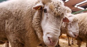 В Эстонии овец хотят использовать для «подстригания» травы на газонах