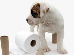 Как приучить щенка к туалету