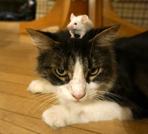 Кот и мышь — лучшие друзья? Да запросто!
