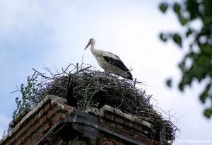 Где рождаются гении, начало