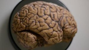 Ученые пересмотрели прежние представления о работе памяти