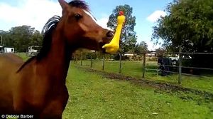 Лошадь с резиновой уткой в зубах рассмешила пользователей YouTube