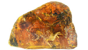 Палеонтологи показали древнейшего птенца, застывшего в янтаре
