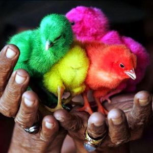 Как выводят цветных цыплят