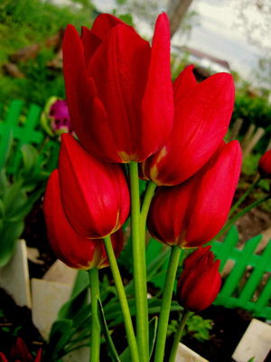 Тюльпан букетного типа «Рулет»: 10 луковиц — 50 цветков