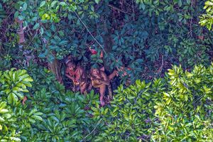 Редкие фотографии амазонского племени, не подозревающего о существовании нашей цивилизации