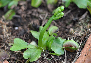 Мухоловка (Dionaea)