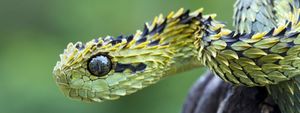 11 самых странных и необычных змей