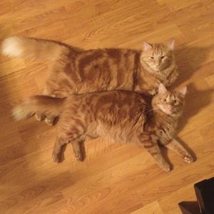 Удивительная история дружбы двух рыжих котов!