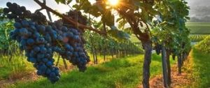 Клонирование винограда должно спасти австралийских виноделов от капризов погоды