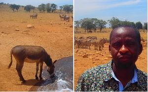 Спасение животных от засухи: мужчина ежедневно привозит воду в кенийский парк