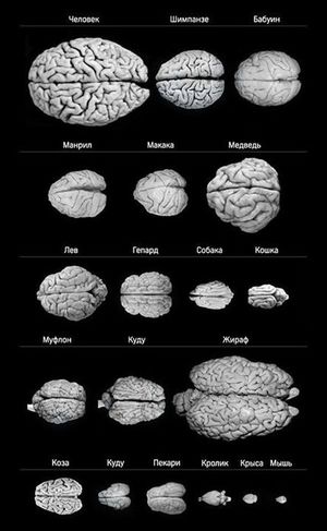 Размеры мозга животных
