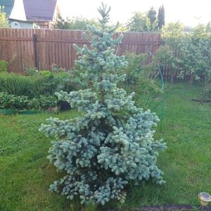 Голубая елочка — шарм в саду
