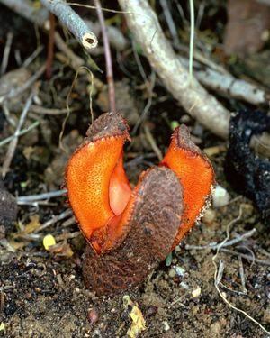 Гиднора африканская (лат. Hydnora africana). Энциклопедия. Материал для реферата