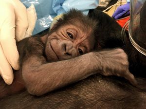 В зоопарке Филадельфии группа акушеров помогла горилле родить детеныша