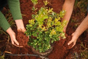 Технология посадки деревьев и кустарников в весенний период