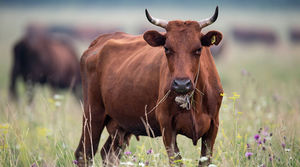 Часть американцев верит, что шоколадное молоко дают коричневые коровы.