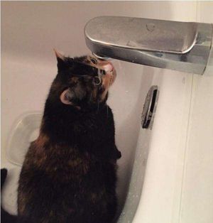 16 котиков, развенчивающих миф о нелюбви кошек к воде