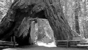 В Калифорнии рухнула известная на весь мир секвойя с тоннелем в стволе