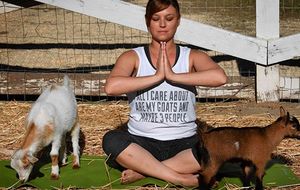 Новый тренд практикуется местными и туристами в США — «Йога с козами»