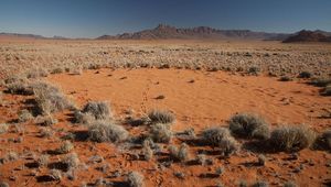 Раскрыта тайна появления &quot;ведьминых кругов&quot; в пустыне Намиб