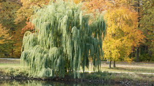 Как найти воду в земле