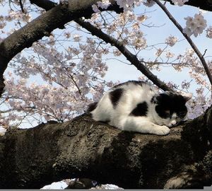 Милые котики на цветущих вишнях