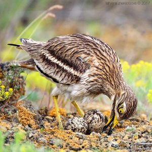 Авдотка (лат. Burhinus oedicnemus). Энциклопедия. Материал для реферата