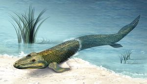 Найдено недостающее звено эволюции между рыбами и амфибиями
