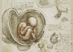 Анатомические рисунки Леонардо да Винчи (видео) 