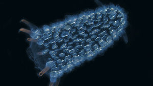 Нашествие «морских огурчиков» и другие странные океанские аномалии в США за последние годы