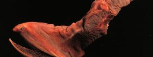 10 жутких водных существ, достойных собственного фильма ужасов