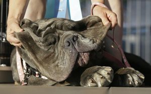 3-летний неаполитанский мастиф победил в конкурсе на звание самой уродливой собаки