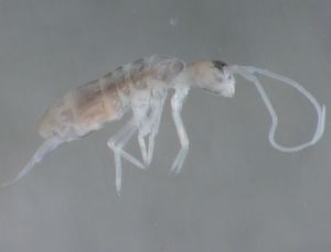 Насекомое Plutomurus ortobalaganensis (лат. Plutomurus ortobalaganensis). Энциклопедия. Материал для реферата