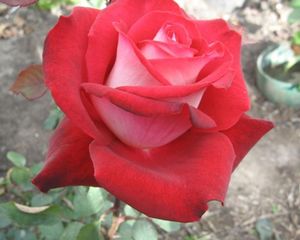 Сорт розы Николь: фото, описание
