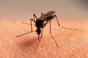 Народные средства от комаров