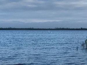 В Ноябрьске на местном озере Ханто засняли что-то необычное, похожее на длинную шею монстра