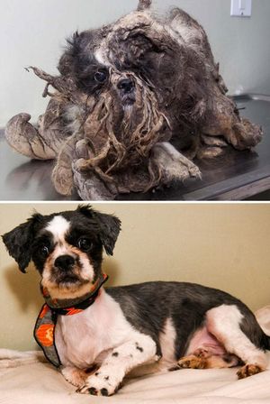 Истории спасения собак, находящихся на грани смерти