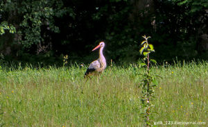 По дорогам Смоленщины