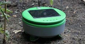 Робот Tertill поможет побороть сорняки без гербицидов