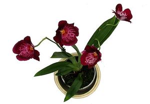 Мильтония (Miltonia)