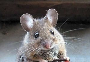 Как избавиться от мышей и крыс в доме