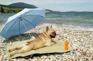 Пляжи для собак начинают массово открывать в Испании