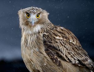 Дальневосточный рыбный филин (лат. Ketupa blakistoni) — самый большой и одна из самых редких сов мира. Энциклопедия. Материал для реферата