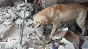 Пёс умер после того, как спас семь человек из-под завалов