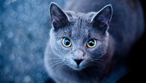 Catterbox – ошейник-переводчик с кошачьего языка на человеческий