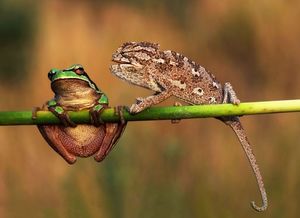 Свободы слова нет нигде: 5 фото, на которых хамелеон затыкает рот лягушке