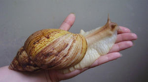 10 животных-гигантов, размеры которых просто пугают