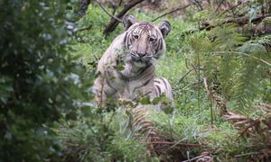В Индии сфотографировали живущего в дикой природе тигра с редчайшим окрасом